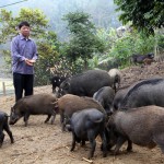Đa số hộ nghèo ở huyện Chợ Đồn sử dụng vốn vay ưu đãi vào chăn nuôi lợn hiệu quả