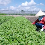 Vườn rau trồng theo tiêu chuẩn VietGap của gia đình chị Trần Thị Ngọc