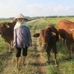 Đàn bò từ “vốn chính sách” của gia đình chị Ngô Thị Ngoan