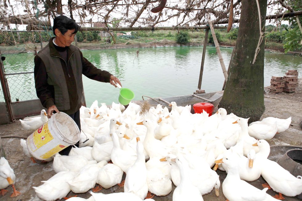 Ông Vũ Văn Bình ở thôn Trung Nghĩa, xã Đông Hòa, TP Thái Bình sử dụng vốn vay từ chương trình tín dụng hộ nghèo để đầu tư nuôi vịt Bơ, rau màu và trồng quất cảnh
