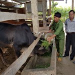 Nhờ nguồn vốn ưu đãi, sau 10 năm, anh Nguyễn Phước Nên ở xã Sa Bình đã gây dựng được trang trại tổng hợp