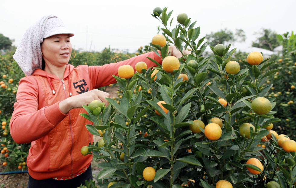 Gia đình chị Bùi Thị Vân ở xã Đông Hòa, TP Thái Bình vay vốn giải quyết việc làm mua giống và phân bón trồng gần 1.000 cây quất