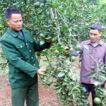 Gia đình ông Nguyễn Thanh Tuấn ở xã Bằng Lang, huyện Quang Bình vay vốn chính sách, áp dụng công nghệ VietGAP vào vườn cam, nay cho năng suất, hiệu quả rất cao