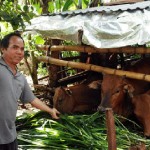 Nhờ nguồn vốn ưu đãi, hộ đồng bào DTTS ở Đắk Lắk đã mua được bò, từng bước ổn định kinh tế gia đình