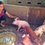Năm 2015 gia đình chị Nguyễn Thị Hoàng vay vốn chính sách nuôi heo, nay đã thoát nghèo