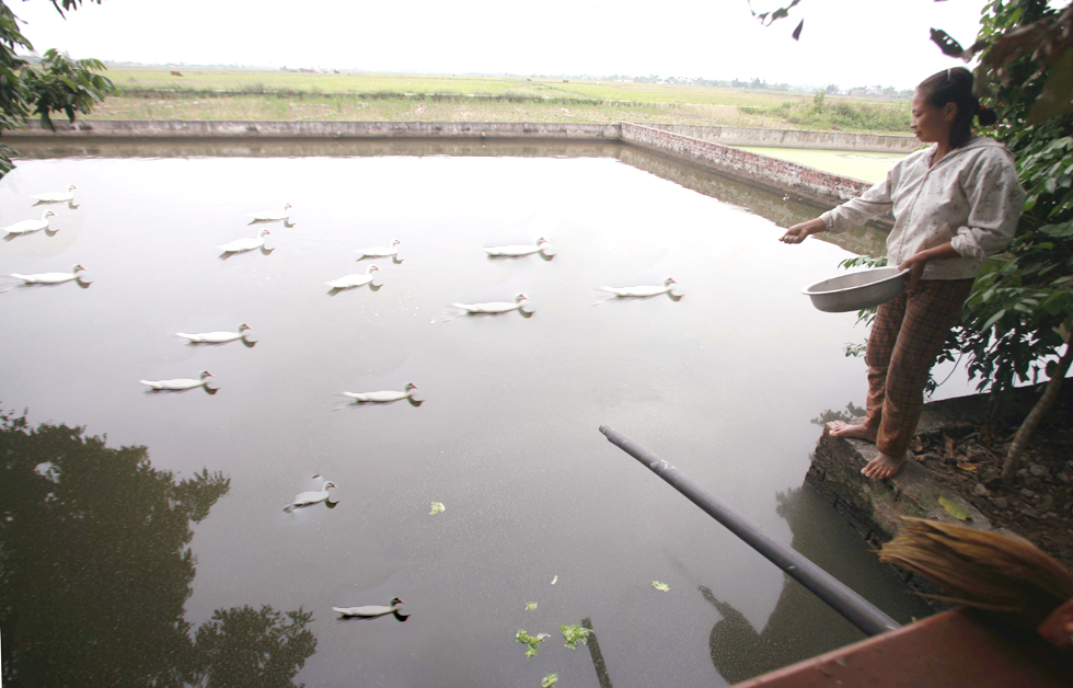 Gia đình chị Đặng Thị Hải ở thôn Nguyễn Du, xã Vũ Đông, TP Thái Bình sử dụng 30 triệu đồng vốn vay hộ nghèo để đầu tư nuôi cá và trồng rau màu