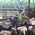 Nhiều mô hình nuôi dê đặc sản đem lại giá trị kinh tế cao tại huyện Bá Thước có sự góp sức của đồng vốn vay ưu đãi