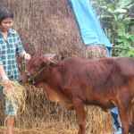 Vay 30 triệu đồng của NHCSXH, gia đình bà Phạm Thị Thu ở xã Hòa Sơn, huyện Hòa Vang nuôi bò hiệu quả