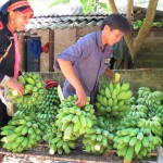 Sử dụng vốn vay ưu đãi để trồng chuối - hướng thoát nghèo bền vững của bà con DTTS tại huyện Phong Thổ