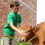 Con bò của gia đình anh Trần Văn Ngọc được đầu tư nhờ nguồn vốn vay ưu đãi của NHCSXH tỉnh Bắc Giang