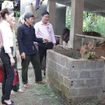 Ông Lò Văn Lả (áo đen) đang giới thiệu mô hình chăn nuôi bò của gia đình cho cán bộ NHCSXH huyện Thuận Châu và cán bộ Hội CCB