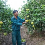 Anh Nguyễn Văn Đính đang thu hoạch cam để bán ra dịp Tết Đinh Dậu