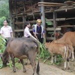 Mô hình chăn nuôi được đầu tư từ vốn vay ưu đãi của gia đình chị Giàng Thị Chu