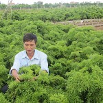 Nông dân Hải Hậu sử dụng vốn vay ưu đãi phát triển trồng cây dược liệu đinh lăng