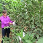 Nguồn vốn ưu đãi đã giúp hộ nghèo ở Thái Nguyên có điều kiện mở rộng diện tích trồng cây ăn quả