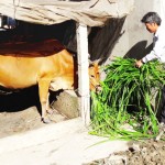 Anh Lê Văn Can đang chăm sóc bò