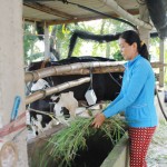 Bà Lê Thanh Thủy vay vốn chính sách chăn nuôi hiệu quả, đã có lãi và chủ động hoàn trả vốn vay chương trình tín dụng HSSV trước đó