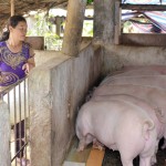 Từ việc sử dụng hiệu quả nguồn vốn vay ưu đãi đã giúp gia đình chị Nguyễn Thị Vượng ở xã Hùng An mở rộng quy mô chăn nuôi