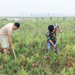 Nông dân Triệu Sơn sử dụng vốn vay ưu đãi chuyển đổi trồng lúa kém năng suất sang trồng cây dược liệu