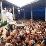 Từ nguồn vốn vay ưu đãi, gia đình anh Ngọc Văn Tỵ ở xã Thượng Long đầu tư chăn nuôi gà cho hiệu quả kinh tế cao