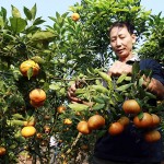 Ông Vũ Văn Toản đang chăm sóc vườn cam của gia đình