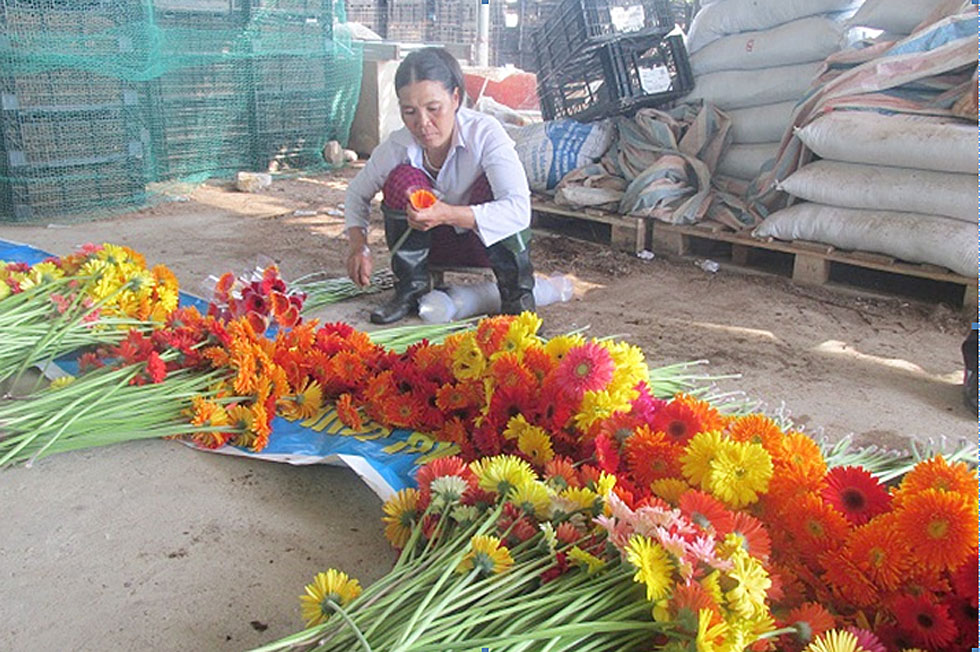 Gia đình chị Nguyễn Thị Hiền ở xã Quảng Tân, huyện Quảng Xương xây dựng mô hình trồng hoa cao cấp từ nguồn vốn vay ưu đãi