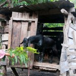 Chị H’ren ở phường Cheo Reo, thị xã Ayun Pa (Gia Lai) gây dựng đàn dê từ vốn vay ưu đãi
