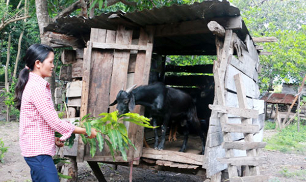 Chị H’ren ở phường Cheo Reo, thị xã Ayun Pa (Gia Lai) gây dựng đàn dê từ vốn vay ưu đãi