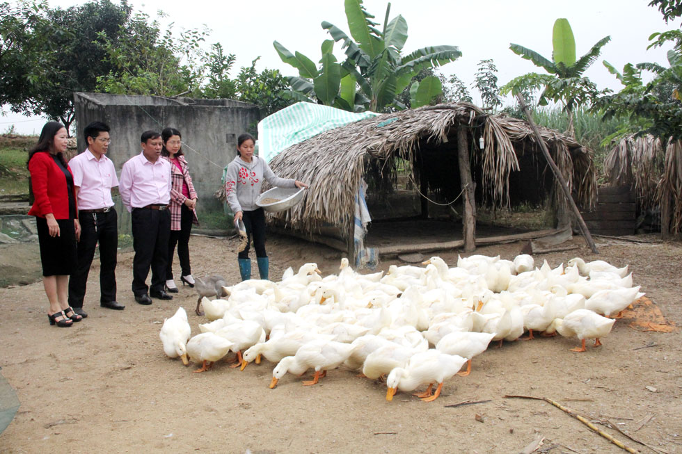 Gia đình chị Nguyễn Thị Hằng ở xã Các Sơn, huyện Tĩnh Gia vay 40 triệu đồng đầu tư nuôi vịt