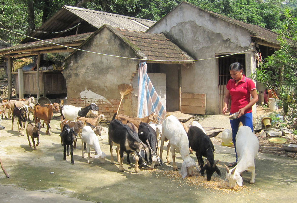Còn gia đình chị Trần Thị Minh ở xã Vĩnh Hùng vay 50 triệu đồng của NHCSXH huyện Vĩnh Lộc mua dê về nuôi