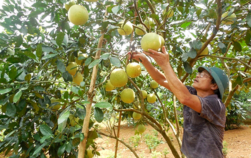 Từ nguồn vốn vay chương trình giải quyết việc làm, gia đình ông Lê Trí Tám ở xã Xuân Thành, huyện Thọ Xuân đã thành công trong việc nhân rộng diện tích trồng bưởi