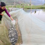 Gia đình chị Khoàng Thị Xem ở bản Ho Cang, xã Lay Nưa, thị xã Mường Lay vay 50 triệu đồng chương trình hộ gia đình sản xuất, kinh doanh tại vùng khó khăn đầu tư cải tạo ruộng bạc màu sang nuôi cá giống và cá thịt cho hiệu quả kinh tế cao