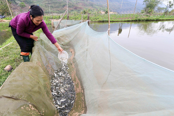 Gia đình chị Khoàng Thị Xem ở bản Ho Cang, xã Lay Nưa, thị xã Mường Lay vay 50 triệu đồng chương trình hộ gia đình sản xuất, kinh doanh tại vùng khó khăn đầu tư cải tạo ruộng bạc màu sang nuôi cá giống và cá thịt cho hiệu quả kinh tế cao