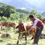 Anh Hồ Ai Can ở thôn PaLoang, xã Hướng Hiệp vay vốn chính sách nuôi bò hiệu quả