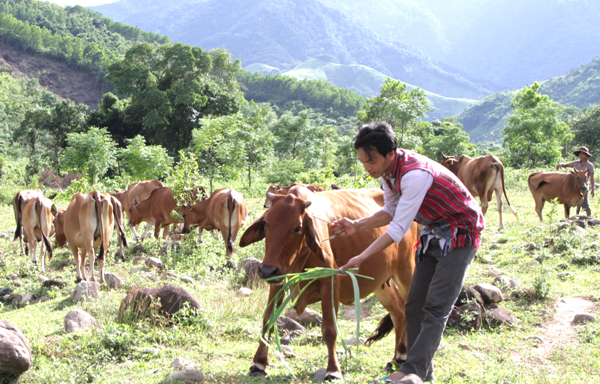 Anh Hồ Ai Can ở thôn PaLoang, xã Hướng Hiệp vay vốn chính sách nuôi bò hiệu quả