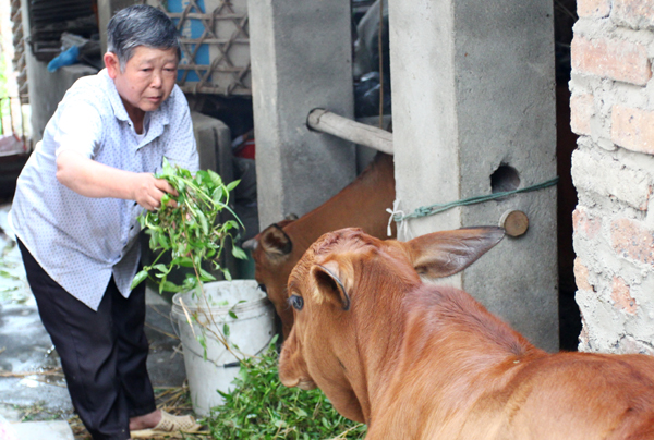Ông Trần Văn Xuyên chăm sóc đàn bò của gia đình