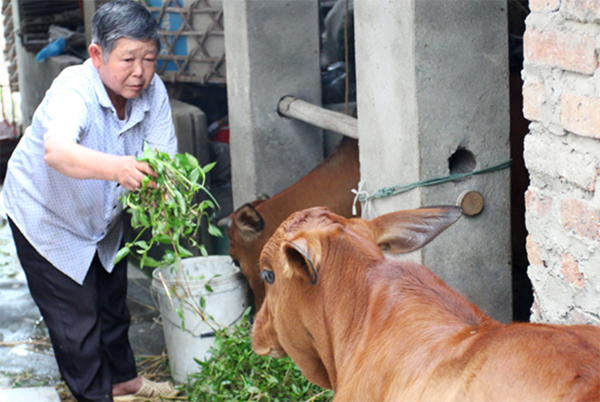 Ông Trần Văn Xuyên ở thôn Thanh Lâm, xã Hoàng Lương, huyện Hiệp Hòa vay 30 triệu đồng từ NHCSXH để chăn nuôi bò, mang lại giá trị kinh tế cao