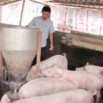Hộ nghèo ở Bạch Thông vay vốn ưu đãi chủ yếu về nuôi lợn