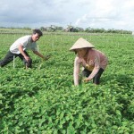 Tín dụng chính sách “tiếp sức” cho nông dân vùng khó