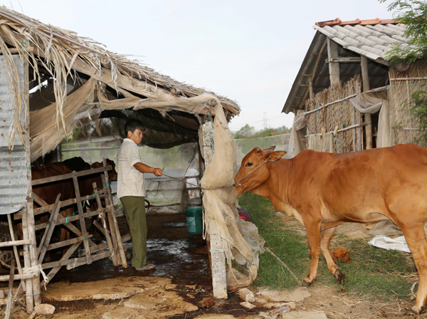 Chăn nuôi bò là một trong những mô hình hiệu quả ở huyện Thạnh Phú