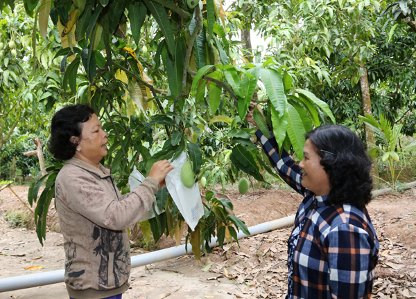 Tín dụng chính sách đã và đang “tiếp sức” cho người nghèo tỉnh Đồng Tháp phát triển, mở rộng diện tích trồng xoài Cát Chu - cây đặc sản của địa phương