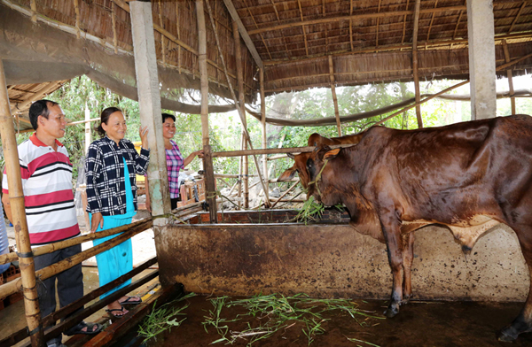 Gia đình bà Kim Thị Tha (giữa) sử dụng nguồn vốn vay của NHCSXH từ chương trình hộ nghèo để đầu tư nuôi bò sinh sản 