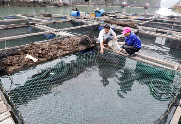 Gia đình anh Lê Văn Lương ở Bến Bèo, thị trấn Cát Bà vay vốn hộ cận nghèo đầu tư nuôi cá lồng