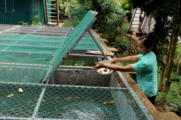Mô hình nuôi ếch thịt của gia đình bà Lò Thị Nguyện được đầu tư, phát triền từ nguồn vốn ưu đãi