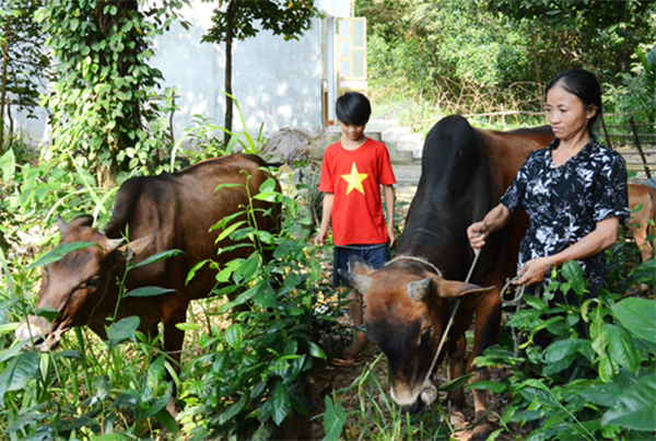 Mẹ con chị Đào Thị Oanh chăm sóc đàn bò của gia đình từ vốn vay chính sách
