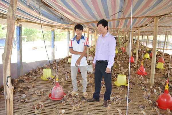 Anh Trần Tấn Phát (trái) đã vững tin hơn khi quyết định bỏ nghề luật sư về nuôi gà giống Mic O2 ở vùng cát trắng ven biển Quảng Trị