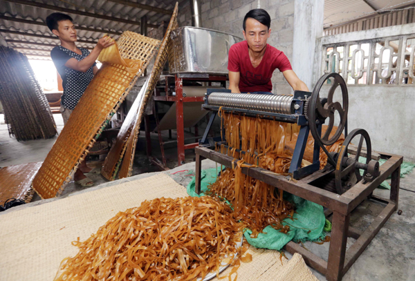 Gia đình anh Đỗ Xuân Dương ở thôn Nam, xã Tân Tiến, huyện An Dương vay 30 triệu đồng chương trình hộ cận nghèo đầu từ máy làm bánh đa, chăn nuôi lợn mang lại hiệu quả kinh tế cao