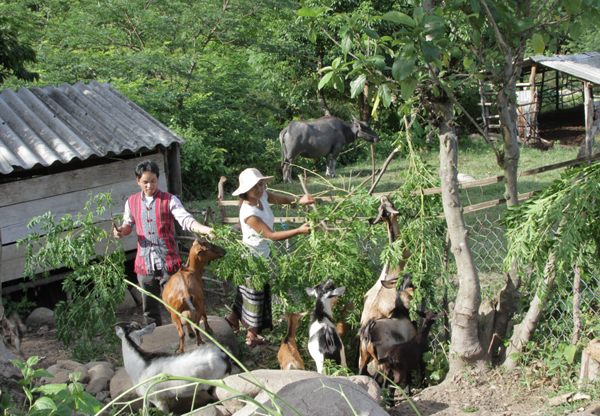 Gia đình anh Hồ Ai Can ở thôn Pa Loang, xã Hướng Hiệp vay vốn chính sách về nuôi dê