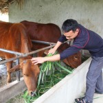 Hộ gia đình anh Trần Văn Hoàn ở khu 3, xã Cấp Dẫn sử dụng vốn vay ưu đãi nuôi bò sinh sản mang lại hiệu quả kinh tế cao