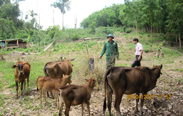 Anh Hà Văn Tình có được đàn bò sinh sản là nhờ vay vốn NHCSXH